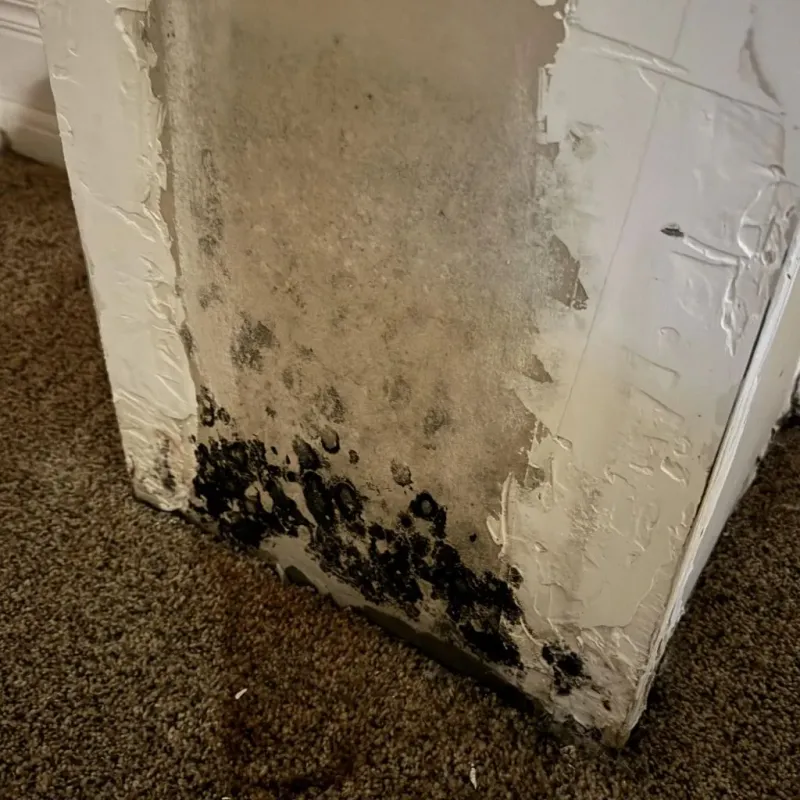 Professional Mold Removal in Pleasantville, IA